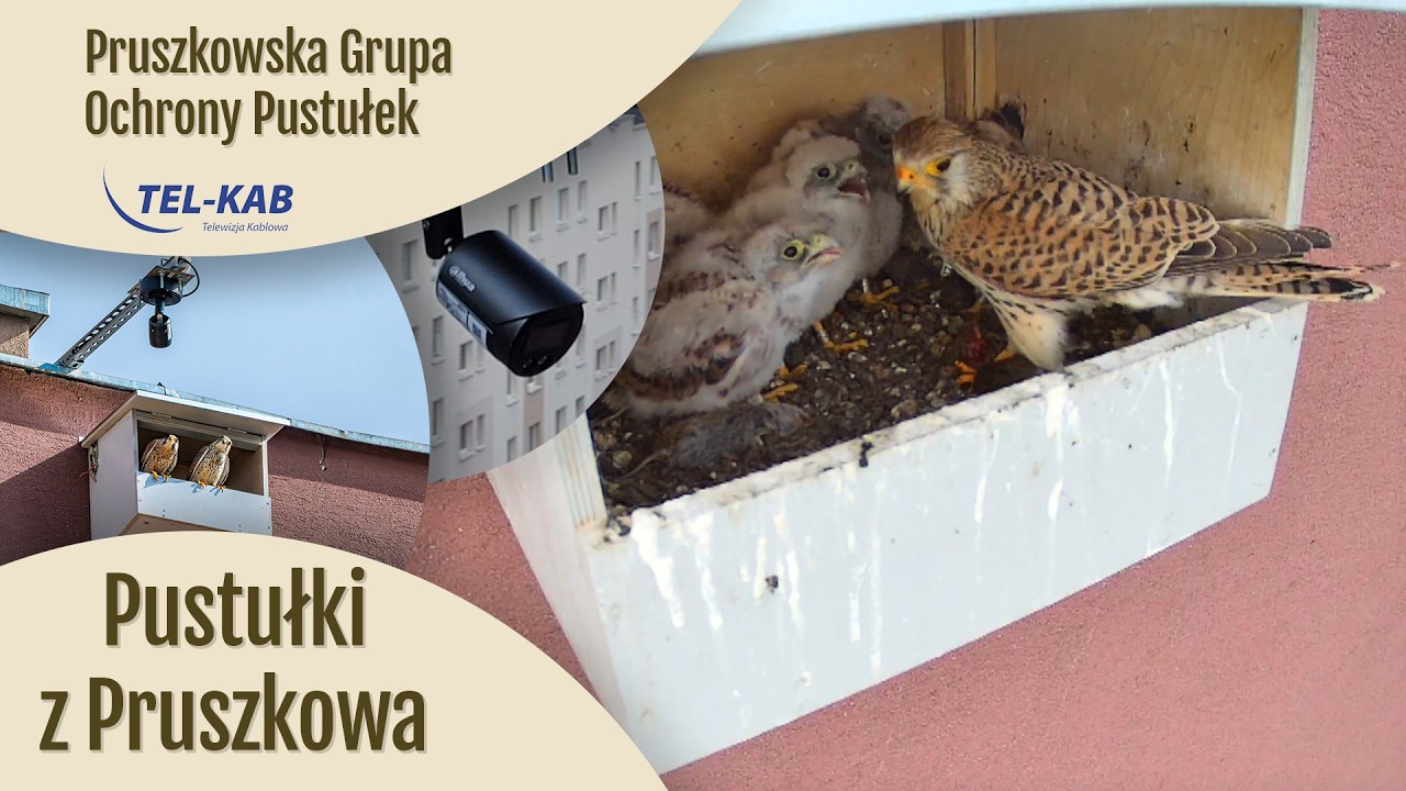 Live webcam view of Kestrel Nest Box Cam