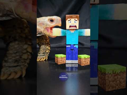 Minecraft ASMR Mukbang Eating Steve 😨 Turtle Tortoise