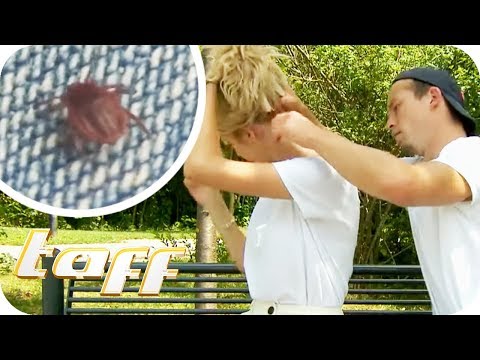 Zecken-Alarm! Droht uns der Super-Zecken-Sommer? | taff | ProSieben