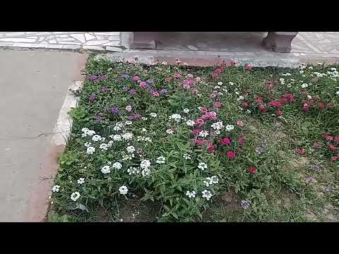 KASHI YATRA VIDEO;S Budha Gaya 01 Kashi Vishwanath Temple