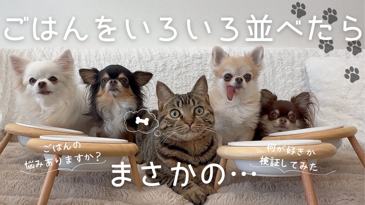 【検証】いろいろな種類のごはんを並べた結果、まさかの…