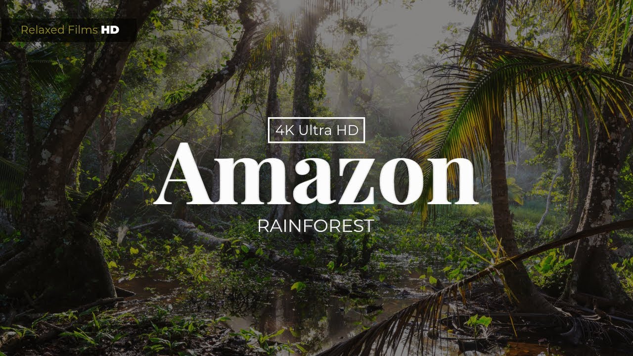 Amazon 4K - Largest Tropical Rainforest | Relaxing Jungle Sounds #lungsoftheplanet