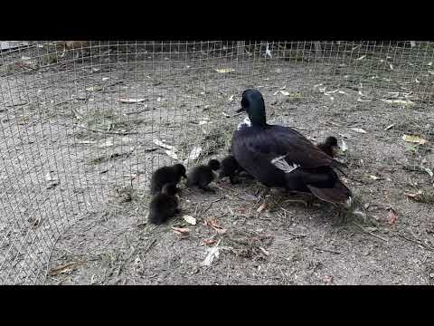 Rata cu boboci de o zi