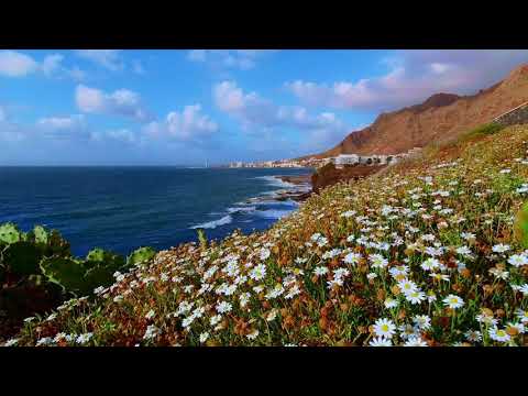 MOST BEAUTIFUL 4K BEACH FLOWERS