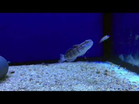 Aqua Tropica - Phalaena Bagger-Grundel