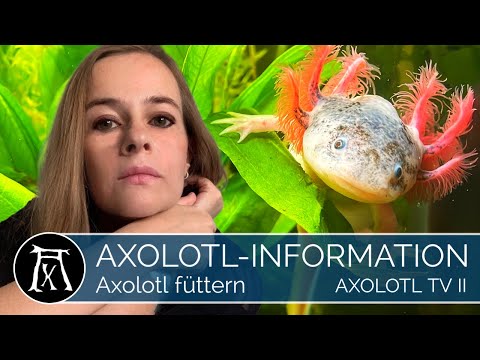 Richtige Axolotl Fütterung