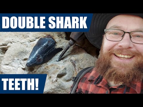 Double fossil shark tooth find and prep