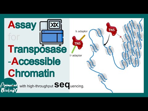ATAC Sequencing explained in 5 minutes | What do ATAC-seq peaks represent? | Mol-bio
