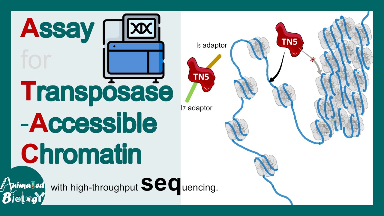 ATAC Sequencing explained in 5 minutes | What do ATAC-seq peaks represent? | Mol-bio