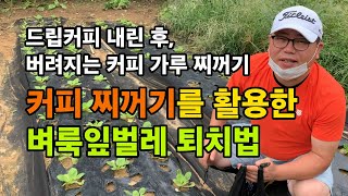 커피 찌꺼기를 활용한 벼룩잎벌레 퇴치법 / 커피가루 활용 / 배추모종 벌레 퇴치법 / 커피가 벌레를 쫓아낸다…