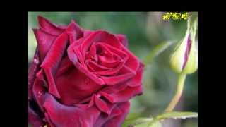 ❤☆҉‿↗⁀☆҉❤Queen of Flowers❤☆҉‿↗⁀☆҉❤Cafe del mar❤☆҉‿↗⁀☆҉❤i love you❤☆҉‿↗⁀☆҉❤