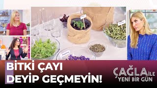 Bitki Çaylarının Mucizevi Faydaları - Çağla ile Yeni Bir Gün 924. Bölüm