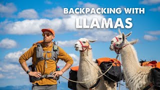 Llama - Assisted Backpacking the Continental Divide Trail Helena Montana Part 2 | Trackin' Dirt