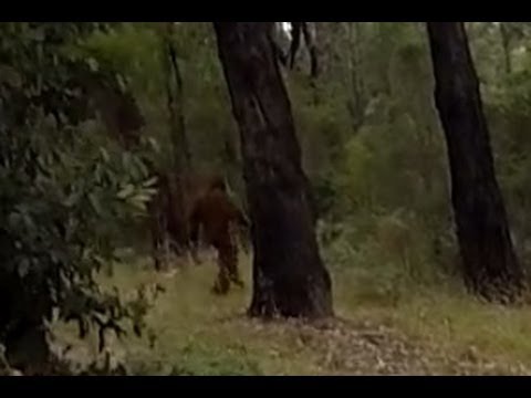 'Yowie' (Bigfoot) Torments Bush Campers