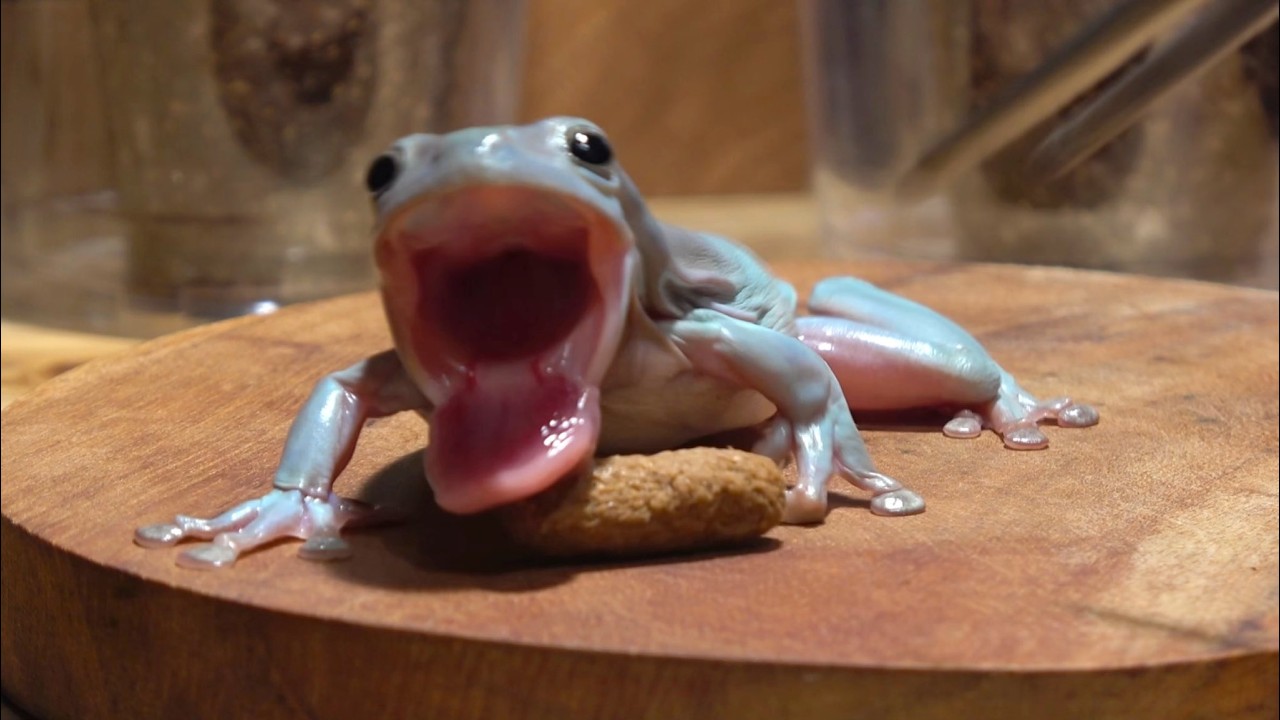 おたまから5年育てたイエアメが超でかくなった