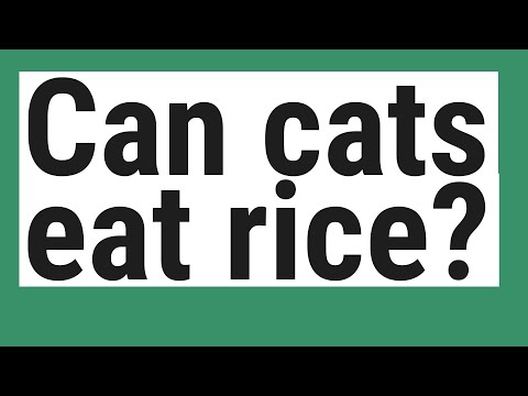 Can cats eat rice? - YouTube