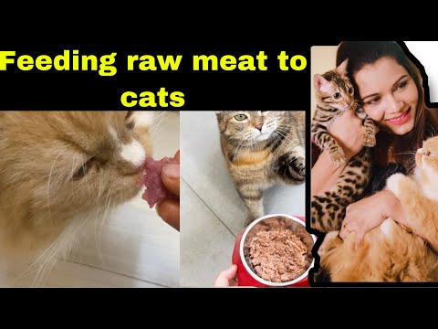 Can cats Eat raw meat? Watch before you feed |catsbae |cat nutrition