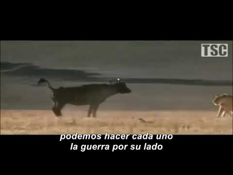 C D Malgrat vs UE Quart