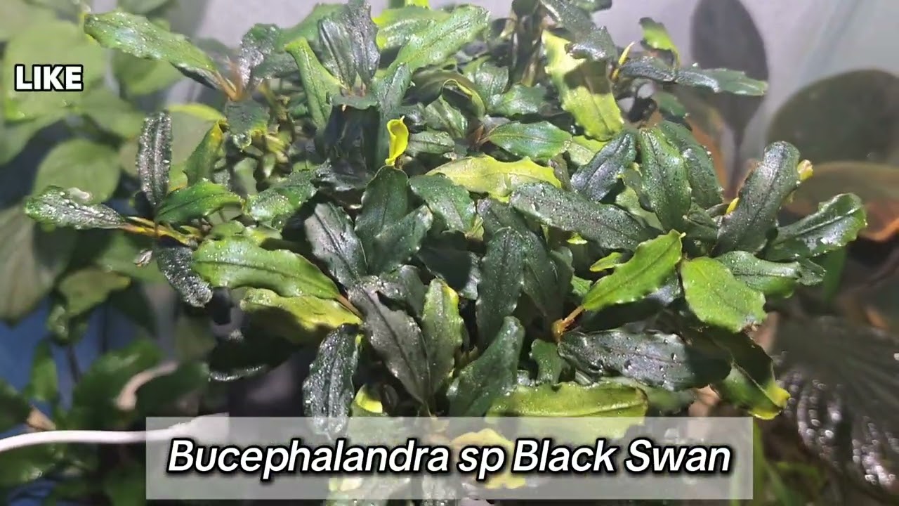 Bucephalandra sp. Black Swan