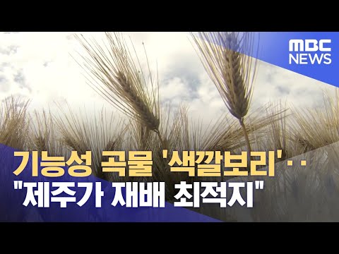 기능성 곡물 '색깔보리'‥"제주가 재배 최적지" (2023.06.01/뉴스데스크/제주MBC)