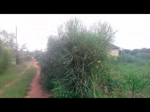 IKIBANZA KIZA KD KININI KURI MILIYONI 6 IMAYANGE TEL 0788866655