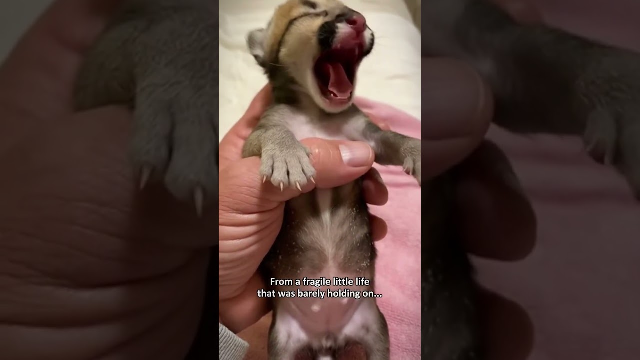I found a newborn mountain lion covered in dirt and so weak it could barely move...#shorts
