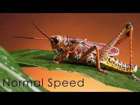 Crickets Song Slowed Down - Angelic Choir - AMAZING