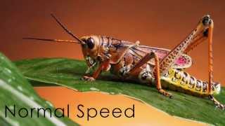 Crickets Song Slowed Down - Angelic Choir - AMAZING