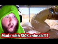 Caseoh Reacts To How Food Is Made Hot Dogs Bubblegum Ice Cream Hot Sauce