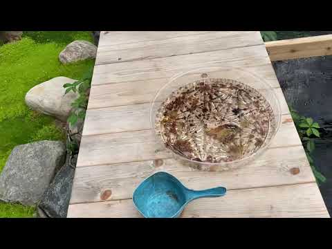 New method of feeding koi worms