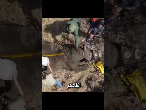 كيف تحمي التكنولوجيا قرن وحيد القرن