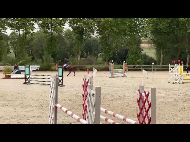 Jument CSO Demi Sang Anglo-arabe,