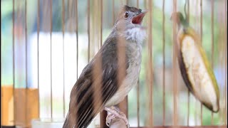 Download lagu 🔴Masteran Suara Burung Kapas Tembak Gacor Pilihan suara Senasional Durasi Panjang #kapastembak🔴 mp3