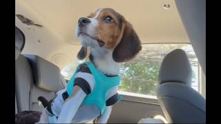 4ヶ月のビーグル、はじめてのドッグラン。#ビーグル #犬のいる暮らし #beagle #いぬのいる生活 #puppy #可愛い #おすすめ