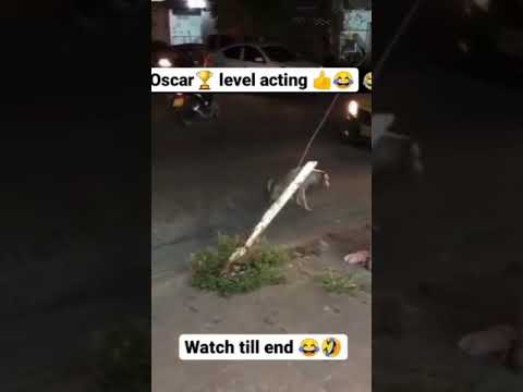 oscar level acting with dog