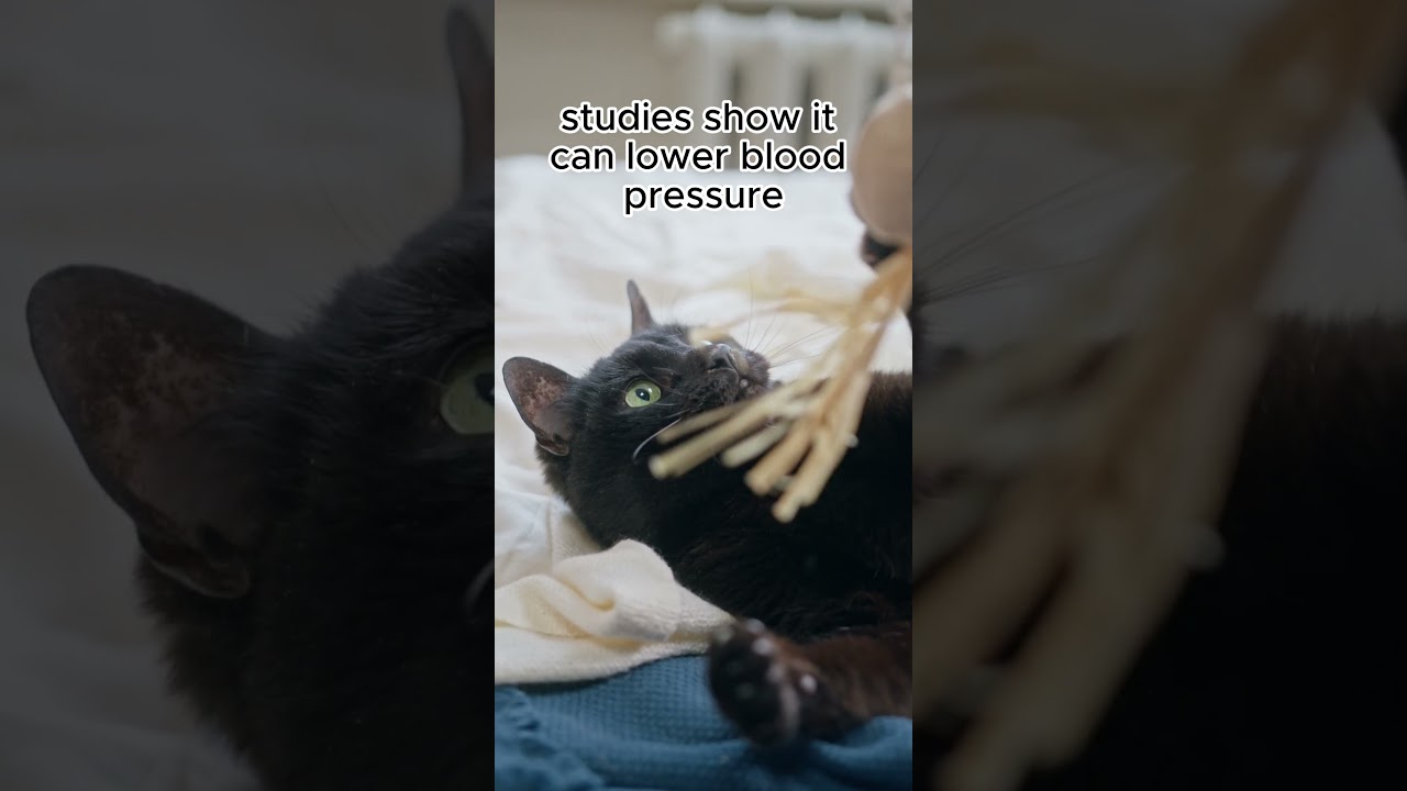 Purring produced by cats #cattherapy #felinetherapy  #catlife #catlover #catsfacts