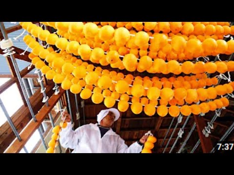 Japan Dried Persimmon Processing - Amazing Asia Agriculture Fruit Harvesting Ali Ramay Official