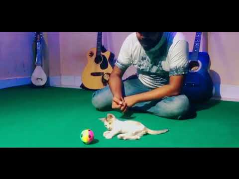 How to play my cat at home with me by ball | New video | By Animal Max