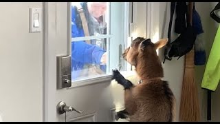 Pet goat welcomes home his 'sister' and races around the house