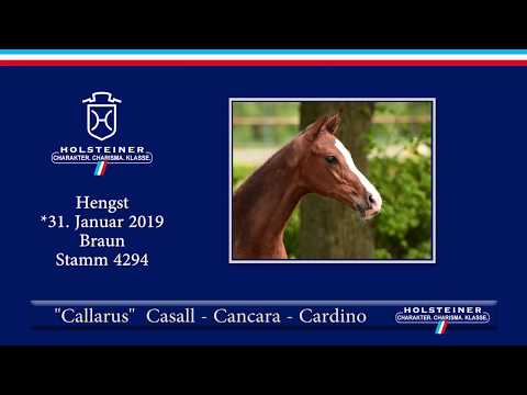 Holsteiner Fohlenauktion am 15. Juni 2019 | Nr. 17 - Callarus v. Casall-Cancara