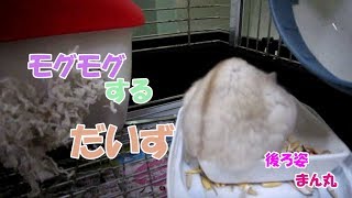だいず(1F)モグモグするジャンガリアンハムスター