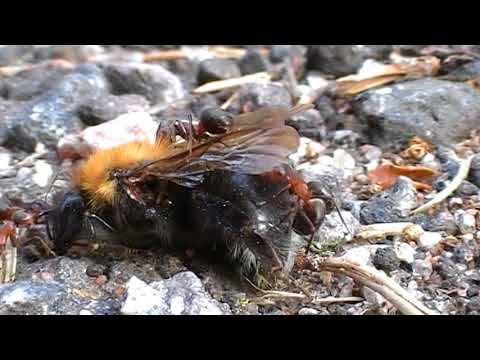 Myra och Humla Överkalix Natur Insekter Norrbotten