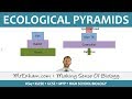 Ecology - Pyramids of Number and Biomass - GCSE Biology (9-1)