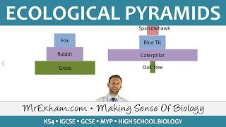 Ecology - Pyramids of Number and Biomass - GCSE Biology (9-1)