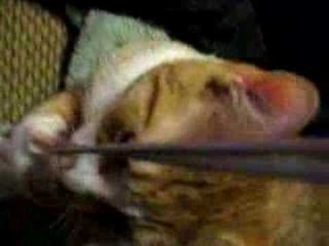 joseph stalin wheeler