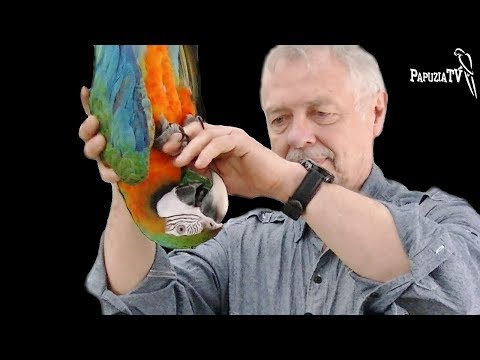 How to Get Parrot Used to Your Touch?