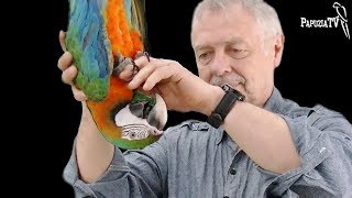 Как приучить попугая к прикосновениям?