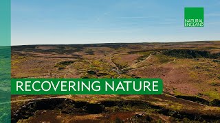 Download lagu Recovering Nature mp3