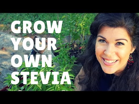 YouTube video about: Where to buy stevia plant in toronto?