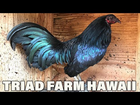 Beautiful Black Birds HAWAII Triad Farm | Farm Visit